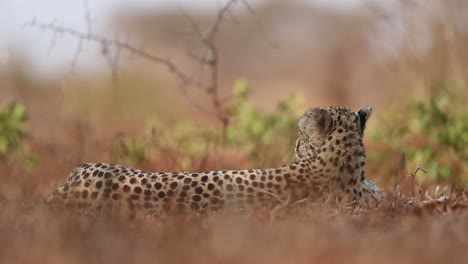 A-female-cheetah,-Acinonyx-jubatus-lays-down-in-the-shade-and-is-viewed-at-eye-level-during-the-summer-months-at-the-Zimanga-game-reserve-in-the-KwaZulu-Natal-region-of-South-Africa