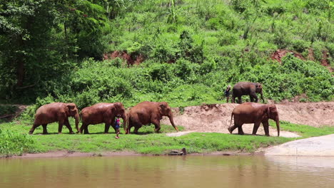 Elephants-walking-along-a-path-in-a-herd-following-each-other-in-slow-motion