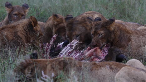 A-pride-of-lions-feed-on-the-carcass-of-a-large-kill-in-the-African-wilderness