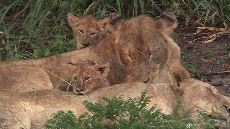 Löwinnen-Pflegen-Und-Interagieren-Mit-Ihren-Jungen-In-Der-Wildnis-Afrikas