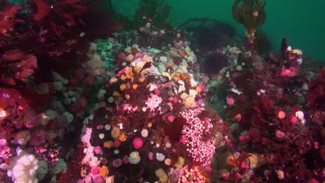 Diving-amid-a-field-of-colourful-anemones