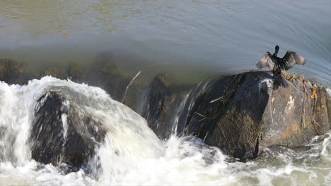 Water-flows-down-over-small-rapids-near-a-causeway-in-the-Sabie-River-near-lower-Sabie-in-Kruger-National-Park-during-the-summer-month-with-an-african-darter-in-the-scene