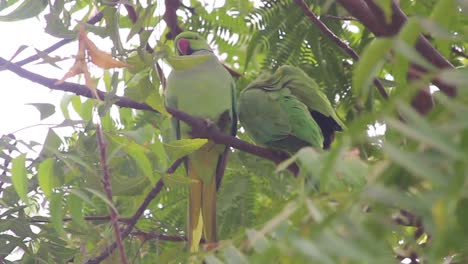 Beautiful-parrot-couple-sitting-on-a-tree-branch-stock-video-I-Parrot-couple-stock-video
