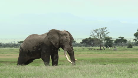 Afrikanischer-Elefant,-Aufnahme-Eines-Großen-Bullen-Im-Grasland,-Amboseli-N