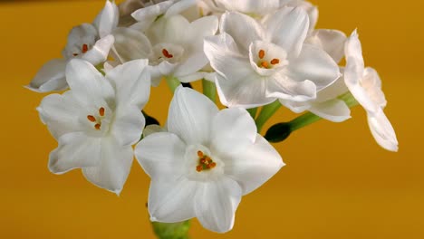 Flor-De-Narciso-Blanco-De-Papel
