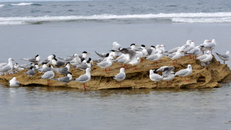 A-rock-in-the-ocean-full-of-sea-birds-including-seagulls