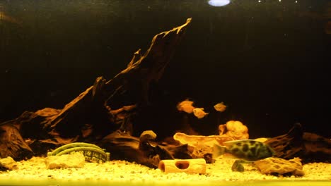 Fresh-water-aquarium