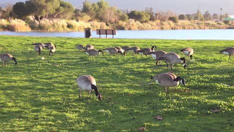 Footage-of-geese-feeding-on-grass-near-a-lake
