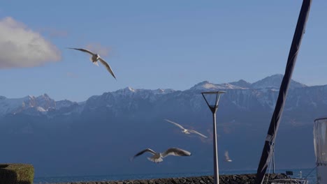 Packs-of-Seagulls-coming-for-landing-in-Lutry-harbor-The-Alps-in-the-background