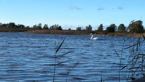 mute-swan,-Cygnus-olor,-in-the-Unesco-world-heritage-of-Kvarken-archipelago