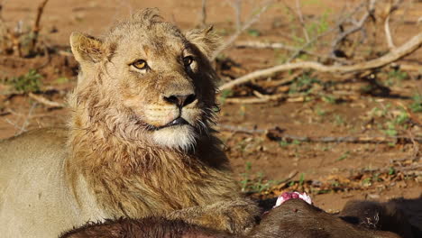 Ein-Dreijähriger-Männlicher-Löwe-Schaut-Sich-ängstlich-Auf-Der-Suche-Nach-Möglichen-Raubtieren-Um,-Während-Er-Sich-In-Den-Späten-Morgenstunden-Von-Einem-Afrikanischen-Büffel-Ernährt---Greater-Kruger-National-Park