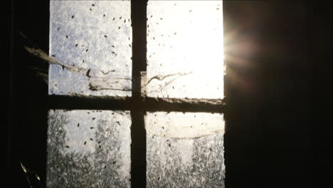Die-Sonne-Scheint-Durch-Ein-Altes-Fenster-Voller-Kriechender-Fliegen-Und-Spinnweben