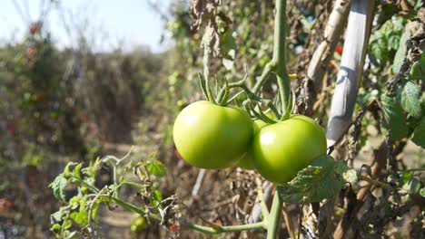 Green-tomatoes-on-the-plant