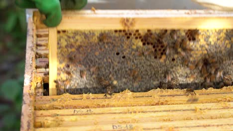 Beekeeper-is-working-with-bees-and-beehives-on-the-apiary