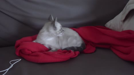 little-grey-cat-play-with-a-fly-over-the-red-blanket