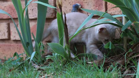 Cat-playing-with-Plants