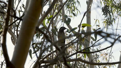 Australian-Wattlebird-sitting-on-a-gum-tree