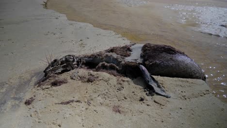 El-Cadáver-Podrido-De-Una-Foca-En-La-Playa-Por-Un-Ataque-De-Tiburón