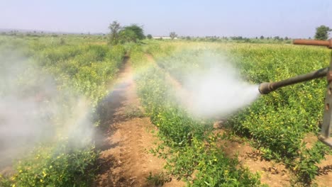 Tractor-Agrícola-Con-Rociador-De-Cultivos-Rociando-Pesticidas-En-Plantas-De-Gramo-Verde-En-India