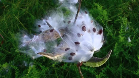 Slow-camera-move-into-close-up-of-bursting-cottony-seed-pod-blowing-in-the-wind