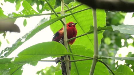 Medium-shot-of-beautiful-red-male-Brazilian-tanager-on-branch