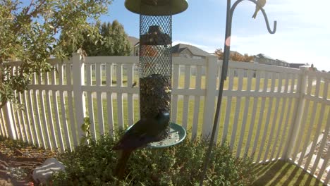Common-Grackle-and-house-finches-eating-at-a-bird-feeder---SLOW-MOTION