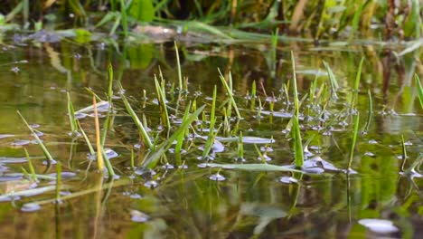 close-up-view-of-the-roots-and-grass-reflection-in-pond-water-of-juga
