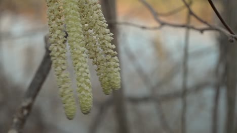 Catkins-signal-first-signs-of-spring