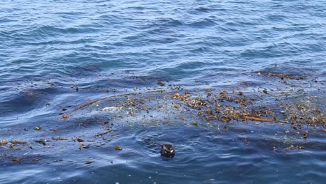 Otter-Tauchen-Nach-Nahrung-Monterey-Coast-Guard-Pier