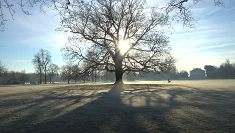 Frostiger-Wintermorgen-In-Einem-Park-In-London