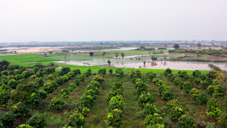 Luftaufnahmen-Von-Drohnen,-Die-Sich-über-Mangofeldern-Und-Reisfeldern-In-Kambodscha-Bewegen