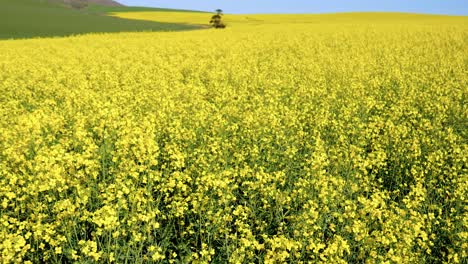 Expansive-yellow-canola-field-in-South-Africa