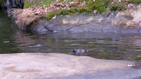 Two-seals-in-a-pond