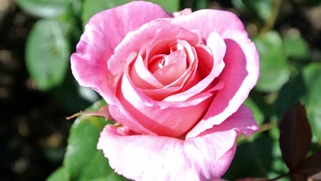 Rosa-Romance-Tanezamor-Zeigt-Grünes-Laub-In-Einem-Englischen-Landgarten