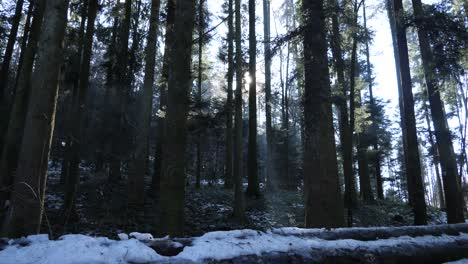 Die-Sonne-Scheint-Durch-Kiefern-In-Einem-Wald