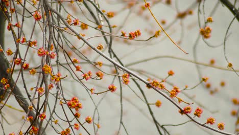 Spring-branches-slow-motion-close-shot