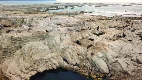 Drone-view-of-Sea-lions-in-Kaikoura,-New-Zealand