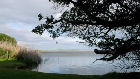 View-of-expansive-lagoon-with-tree---reeds-in-foreground