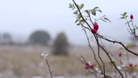 Winter,-Rote-Beeren-Im-Schnee-Bei-Schneefall