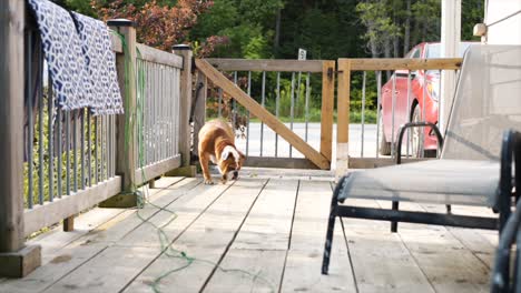 Die-Englische-Bulldogge-Liebt-Es,-Auf-Entdeckungsreise-Zu-Gehen,-Während-Sie-Zeit-In-Einem-Ferienhaus-Im-Norden-Von-Ontario,-Kanada,-Verbringt