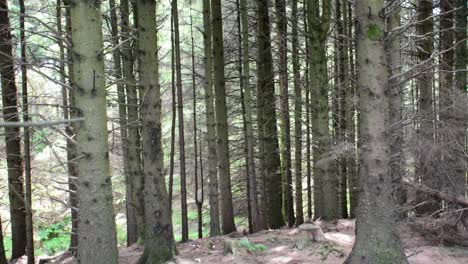 Leerer-Wald-Mit-Blattlosen-Baumstämmen