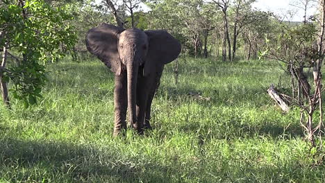 Young-elephant-relaxes-and-smells-the-air-around-bushes-and-green-grass-in-Greater-Kruger-National-Park-in-South-Africa