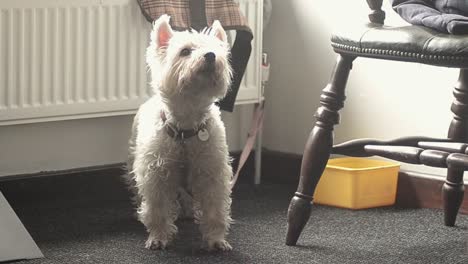 Süßer-West-Highland-Terrier-Sucht-Besitzer