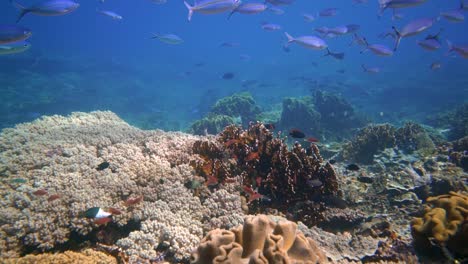 Wunderschöne-Füsiliere-Schwimmen-In-Einem-Schwarm-über-Dem-Korallenriff,-Während-Die-Kamera-Folgt