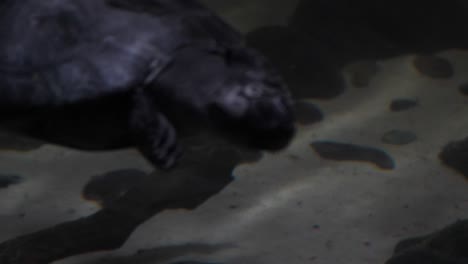 Nahaufnahme-Einer-Schildkröte,-Die-Unter-Wasser-Im-Becken-Schwimmt,-Mit-Felsen-Im-Hintergrund