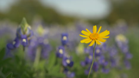 Texas-Wildflowers-blooming-in-the-Spring,-Bluebonnets-and-various-other-flowers