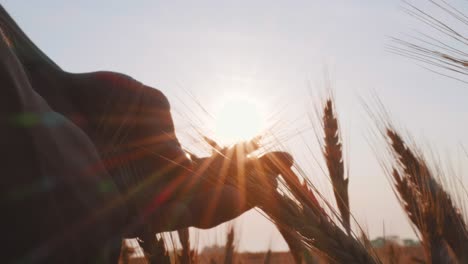 Man-holding-wheat-at-sunset-or-sunrise-in-his-hands,-close-up,-slow-motion
