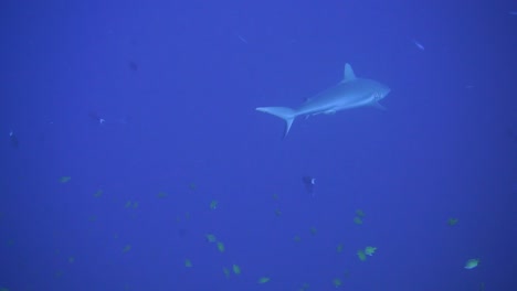 2-Tiburones-Nadando-Y-Cruzando-Caminos-En-El-Azul
