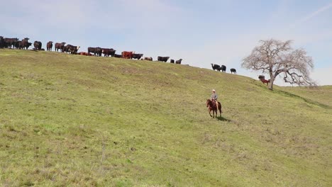 Cowboy-checks-his-cattle-as-he-rides-below-them-on-the-green-hill