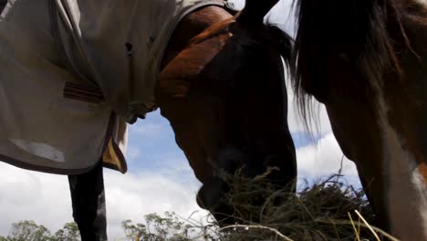 A-close-up-view-of-a-horse-eating-and-moving-its-food-around-the-paddock
